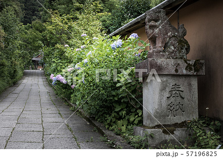 大豊神社、紫陽花の参道に狛犬 57196825