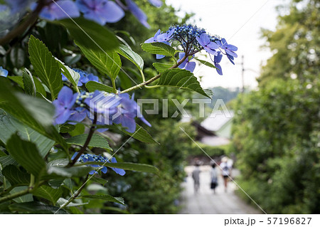 大豊神社、紫陽花の咲く参道 57196827