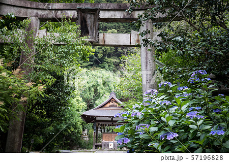 大豊神社の梅雨景色、二の鳥居と紫陽花 大豊神社の梅雨景色、二の鳥居と紫陽花 57196828