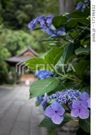 大豊神社の梅雨景色、拝殿を背景に紫陽花 57196832