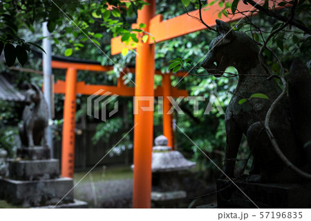 大豊神社の梅雨景色、稲荷の狐 大豊神社の梅雨景色、稲荷の狐 57196835