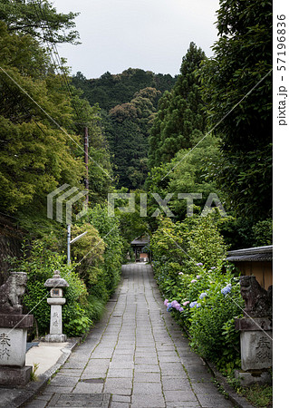 大豊神社、紫陽花の咲く参道 57196836