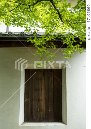法金剛院、土蔵の白壁に楓の新緑 法金剛院、土蔵の白壁に楓の新緑 57196860