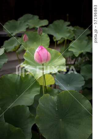 法金剛院、蓮の花 57196863