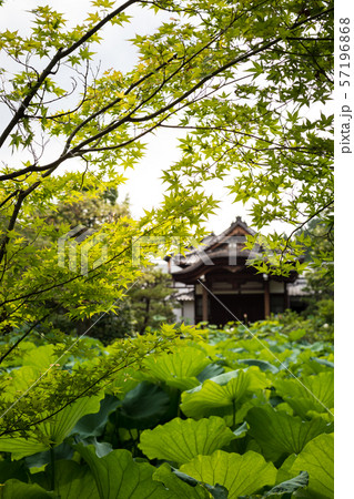 法金剛院、蓮の池に新緑の楓 法金剛院、蓮の池に新緑の楓 57196868