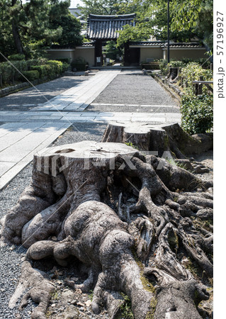 建仁寺境内、大きな切り株と石畳の参道 57196927