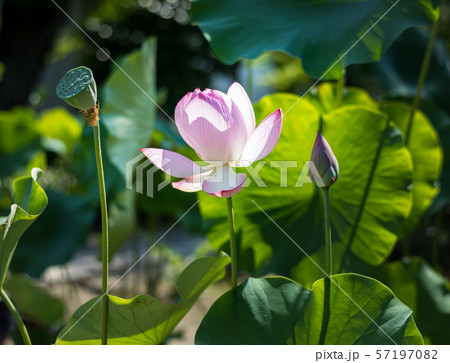 法金剛院、蓮の寺 法金剛院、蓮の寺 57197082