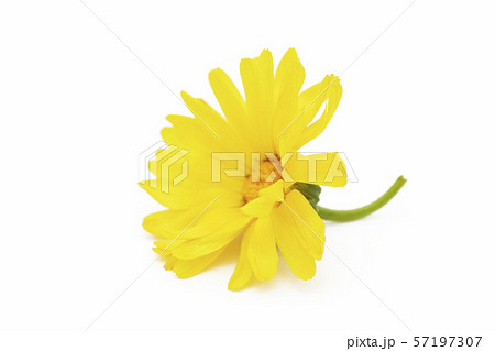 Marigold ,Calendula officinalis. One calendula flower isolated on white background. 57197307