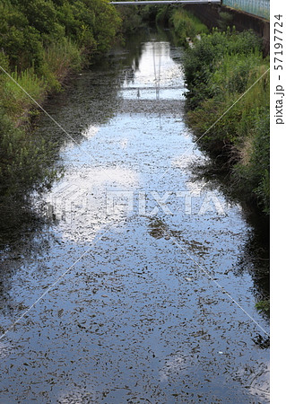新坂川 流鉄流山線 小金城趾駅付近にて 1 57197724