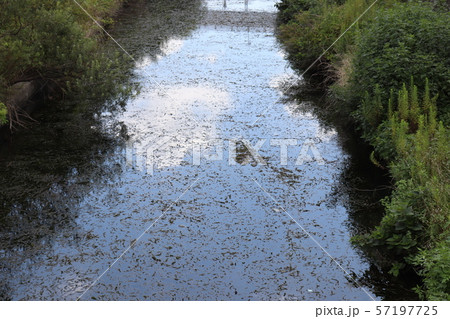 新坂川 流鉄流山線 小金城趾駅付近にて 2 57197725