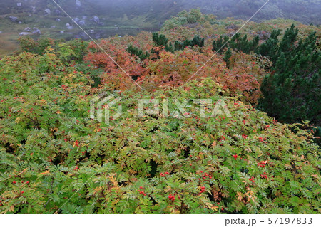 ナナカマドの赤い実に水滴 57197833