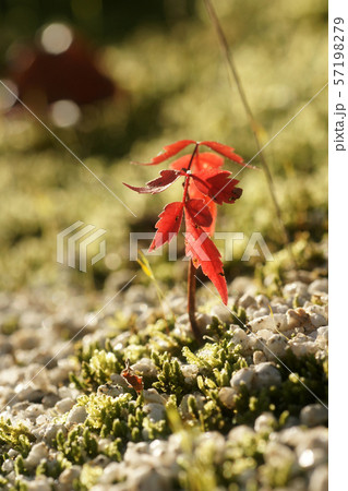 鳥取　四季の散歩　秋　花　紅葉 57198279