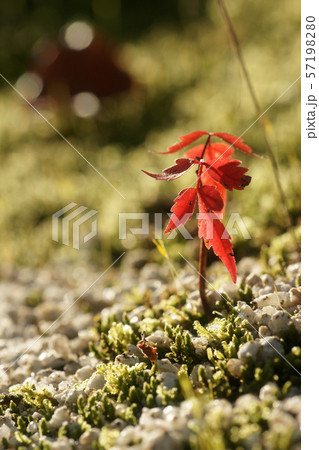 鳥取　四季の散歩　秋　花　紅葉 57198280