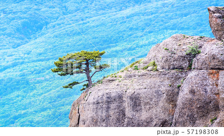 Mountain tree on blurred background, Crimea, Mountain tree on blurred background, Crimea, 57198308