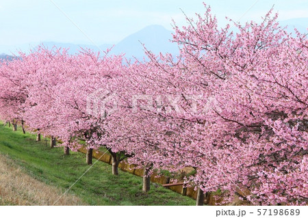 かんなみの桜　河津桜　桜並木 57198689