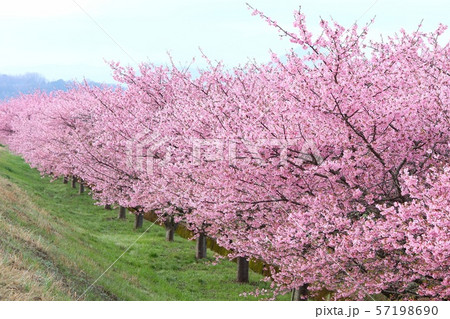 かんなみの桜　河津桜　桜並木 57198690