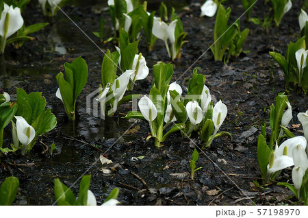 ミズバショウ 57198970
