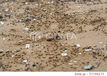 仙酔島のカニ 57199273