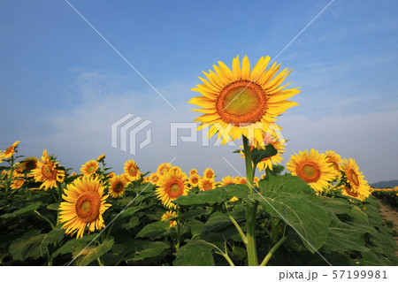 ひまわり3995 57199981