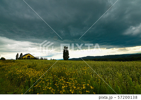 北海道美瑛町 旅行 ケンとメリーの木 北海道美瑛町 旅行 ケンとメリーの木 57200138