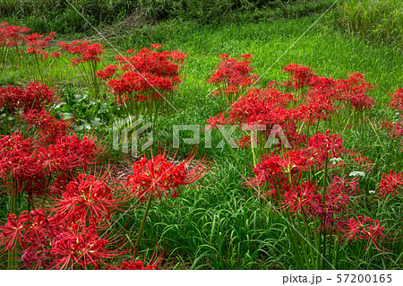 秋の味覚と彼岸花 57200165