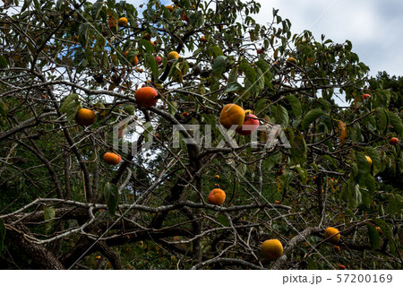 秋の味覚と彼岸花 57200169