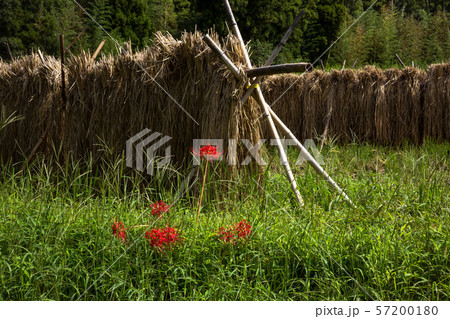 秋の味覚と彼岸花 秋の味覚と彼岸花 57200180