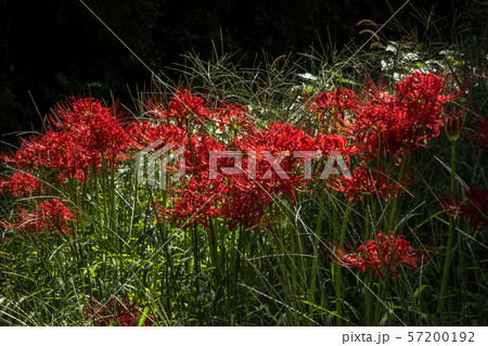 秋の味覚と彼岸花 57200192