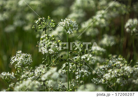 秋の味覚と彼岸花 57200207