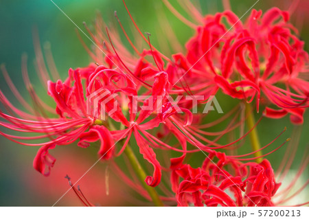 秋の味覚と彼岸花 秋の味覚と彼岸花 57200213