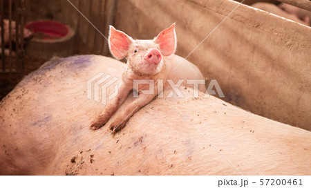 The cute piggy is climbing on the mother pig's 57200461