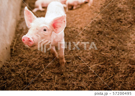 Pink piglets standing on the chaff are raised in Pink piglets standing on the chaff are raised in 57200495