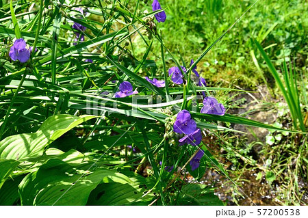 8月の花 紫つゆ草 57200538