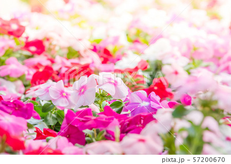 Vinca rosea flowers blossom in the garden, foliage 57200670
