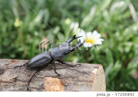 オオクワガタ 飼育 夏休み 夏 クワガタ 虫 オオクワガタ 飼育 夏休み 夏 クワガタ 虫 57200892