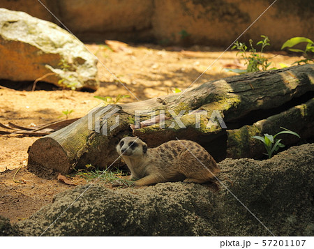 ミーアキャット Suricata suricatta ミーアキャット Suricata suricatta 57201107