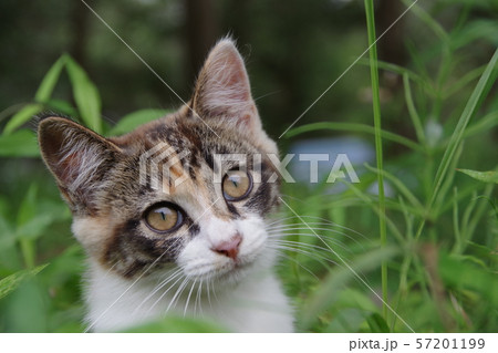 かしげる猫 かしげる猫 57201199