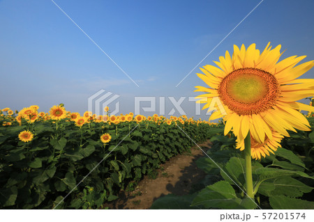 ひまわり3890 57201574