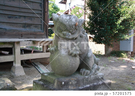 セミの抜け殻 57201575