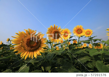 ひまわり3891 57201576