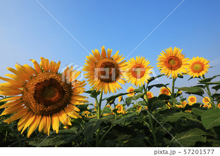 ひまわり3894 57201577