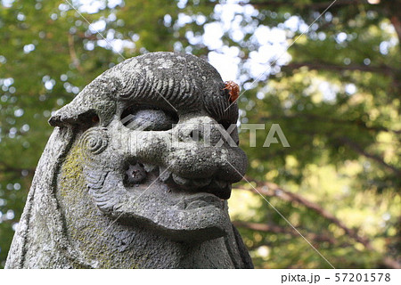 セミの抜け殻 57201578