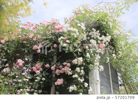 蔓薔薇に覆われた庭の小屋の写真素材