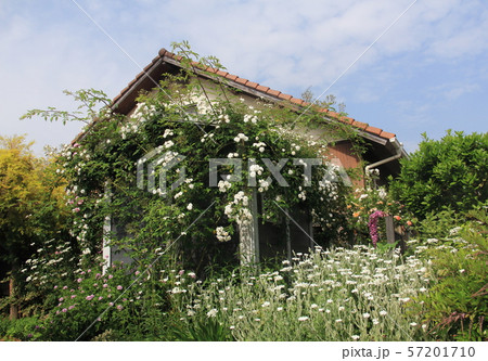 蔓薔薇に覆われた庭の小屋 蔓薔薇に覆われた庭の小屋 57201710