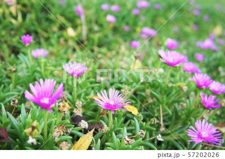 バクヤギク 57202026