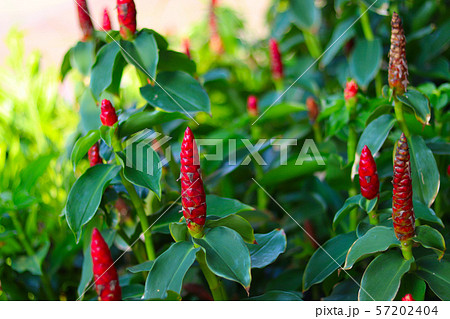 Costus spicatus also known as spiked spiralflag ginger or Indian head ginger is a species of herbaceous plant in the Costaceae family with defocused background, blossoming flower and green leaves Costus spicatus also known as spiked spiralflag ginger or Indian head ginger is a species of herbaceous plant in the Costaceae family with defocused background, blossoming flower and green leaves 57202404