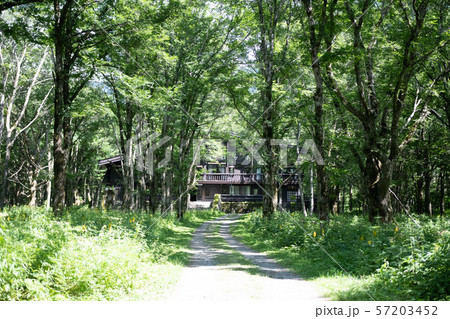 上高地の林道 57203452