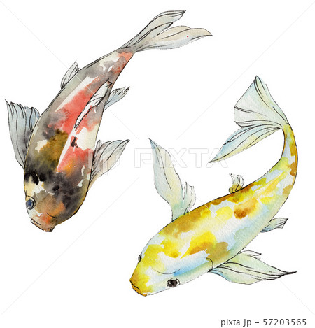 Aquatic underwater colorful tropical fish set. Watercolor background set. Isolated goldfish Aquatic underwater colorful tropical fish set. Watercolor background set. Isolated goldfish 57203565
