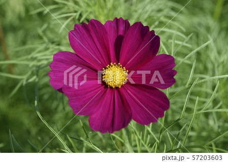 秋桜 秋桜 57203603