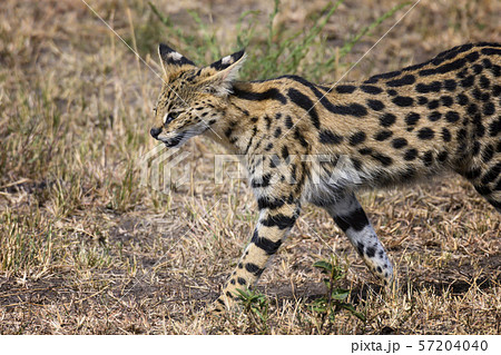 Serval cat in Masai Mara ,Kenya. 57204040